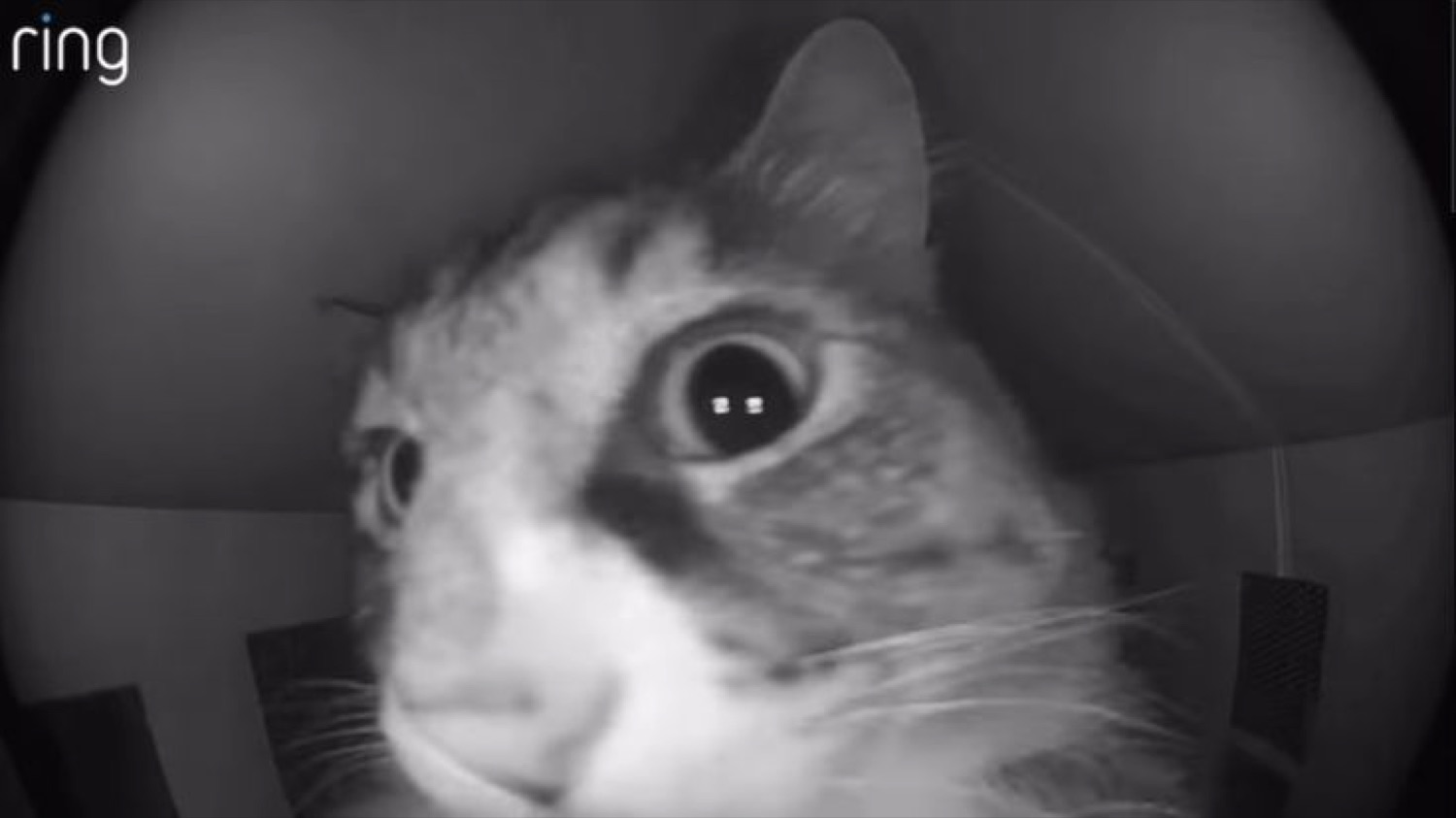 Black-and-white Ring doorbell footage of a cat's face pressed up to the lens