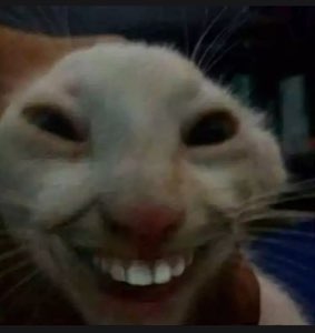 Cat with a photoshopped human grin flashing an unsettling toothy smile