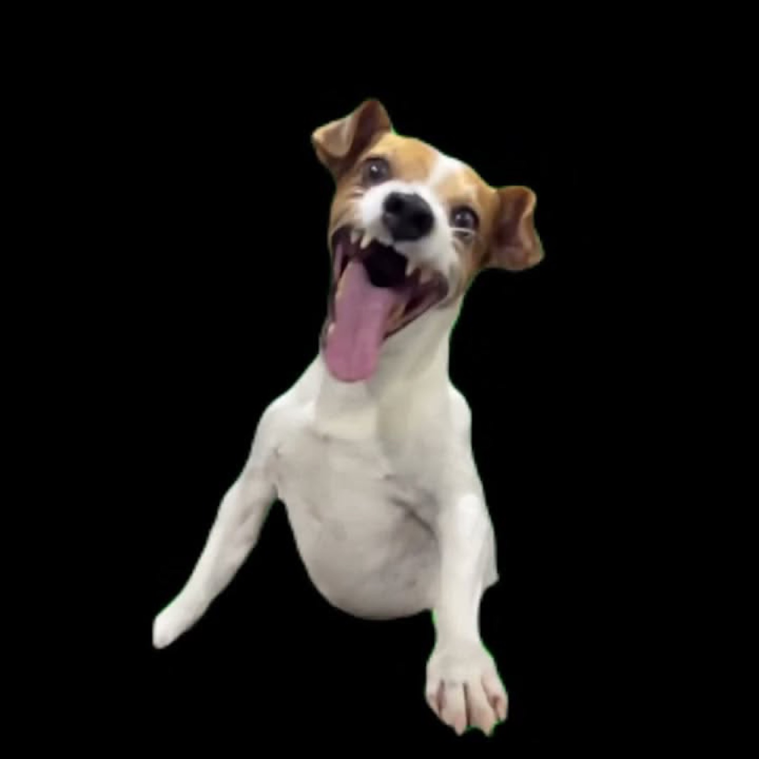 Jack Russell terrier mid-jump with tongue out, absolutely living its best life