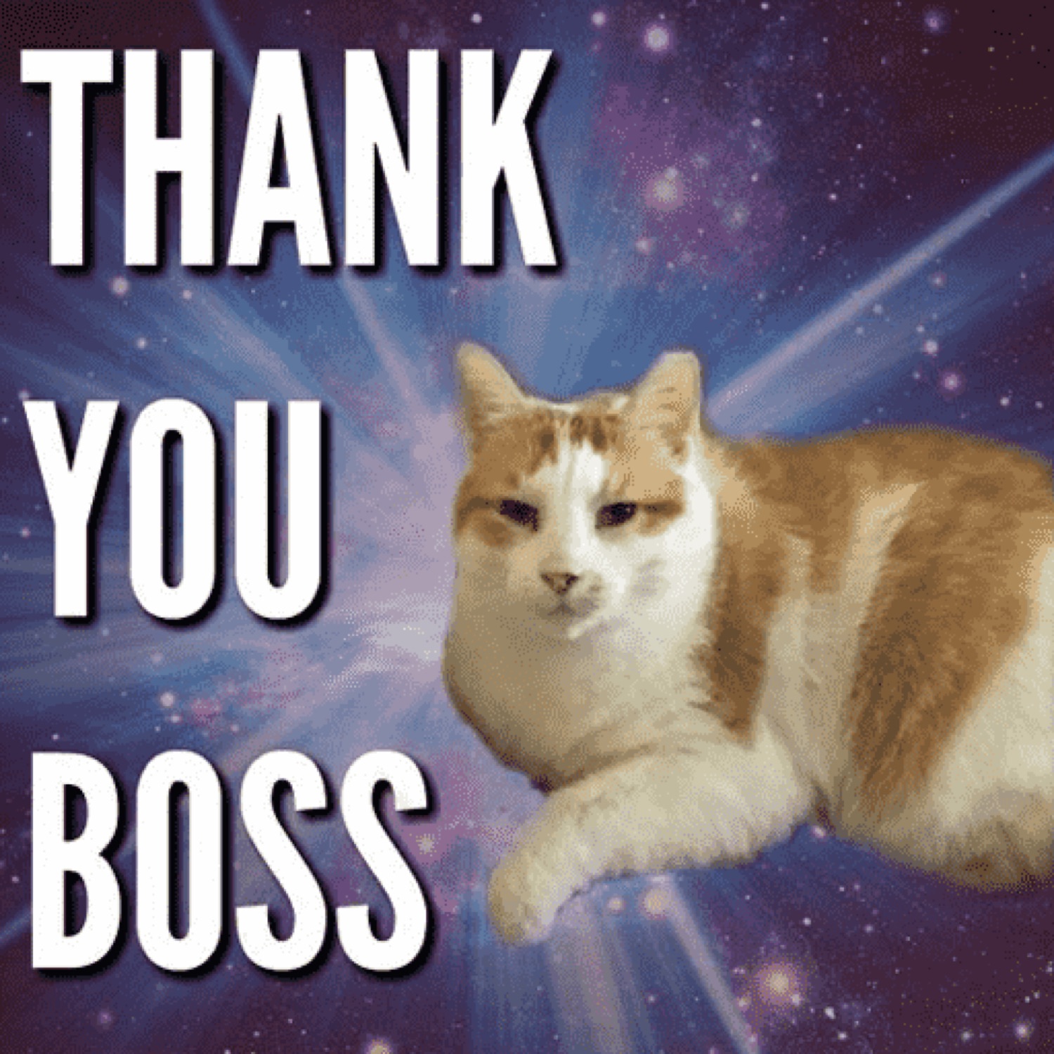 Cat lounging in space: 'THANK YOU BOSS'