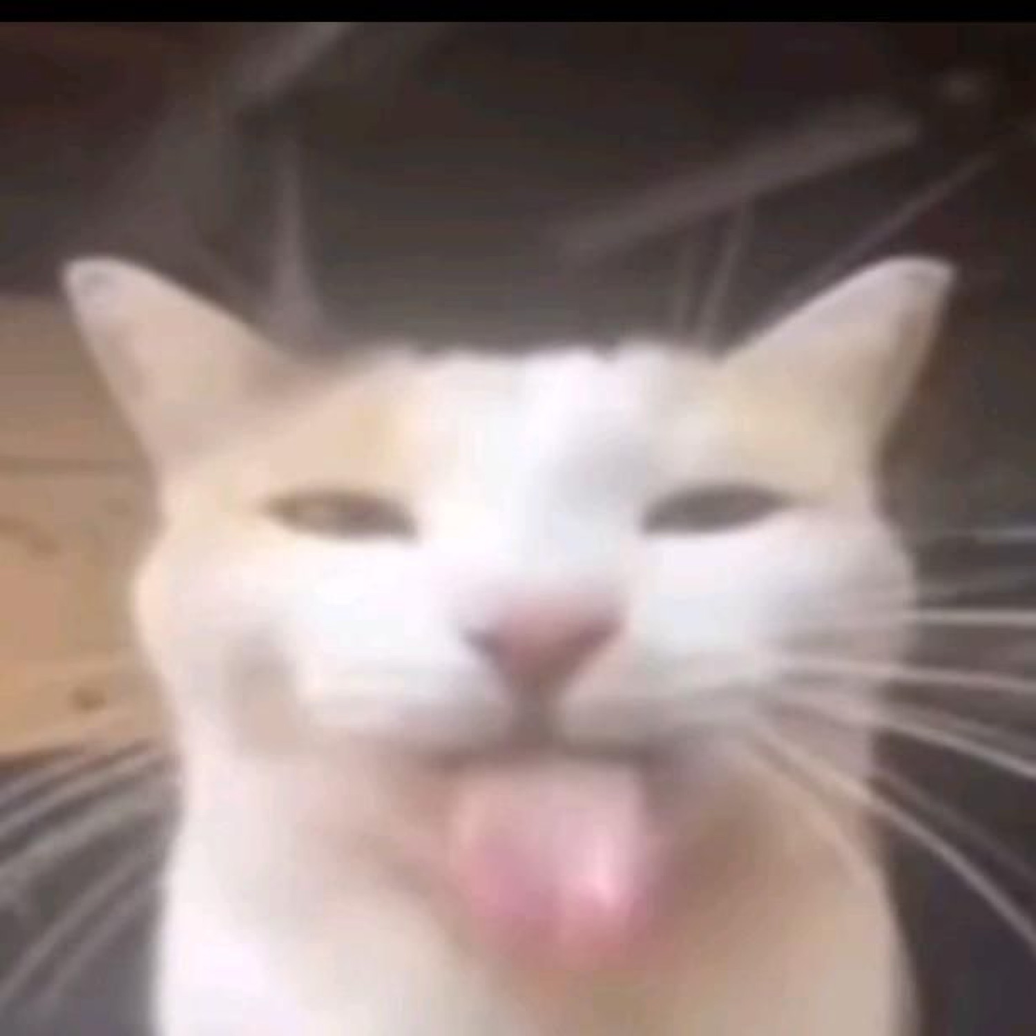 White cat squinting smugly with its little pink tongue poked out