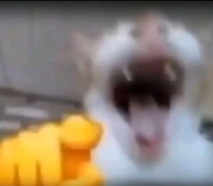 White cat throwing its head back with mouth wide open in a full-throated yowl
