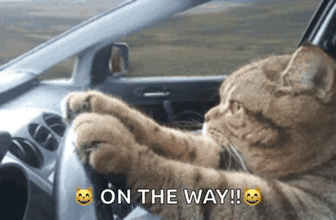 Cat behind the wheel of a car, "On the way!!"