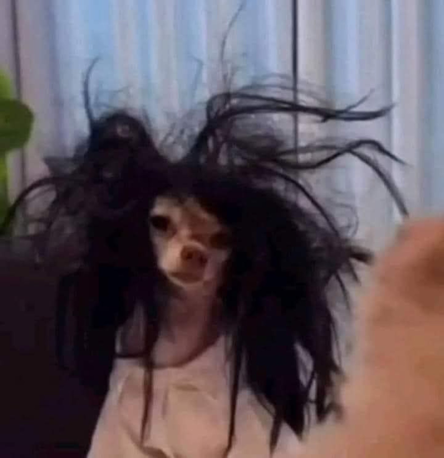 Tiny dog in a wild black wig looking like a horror movie villain