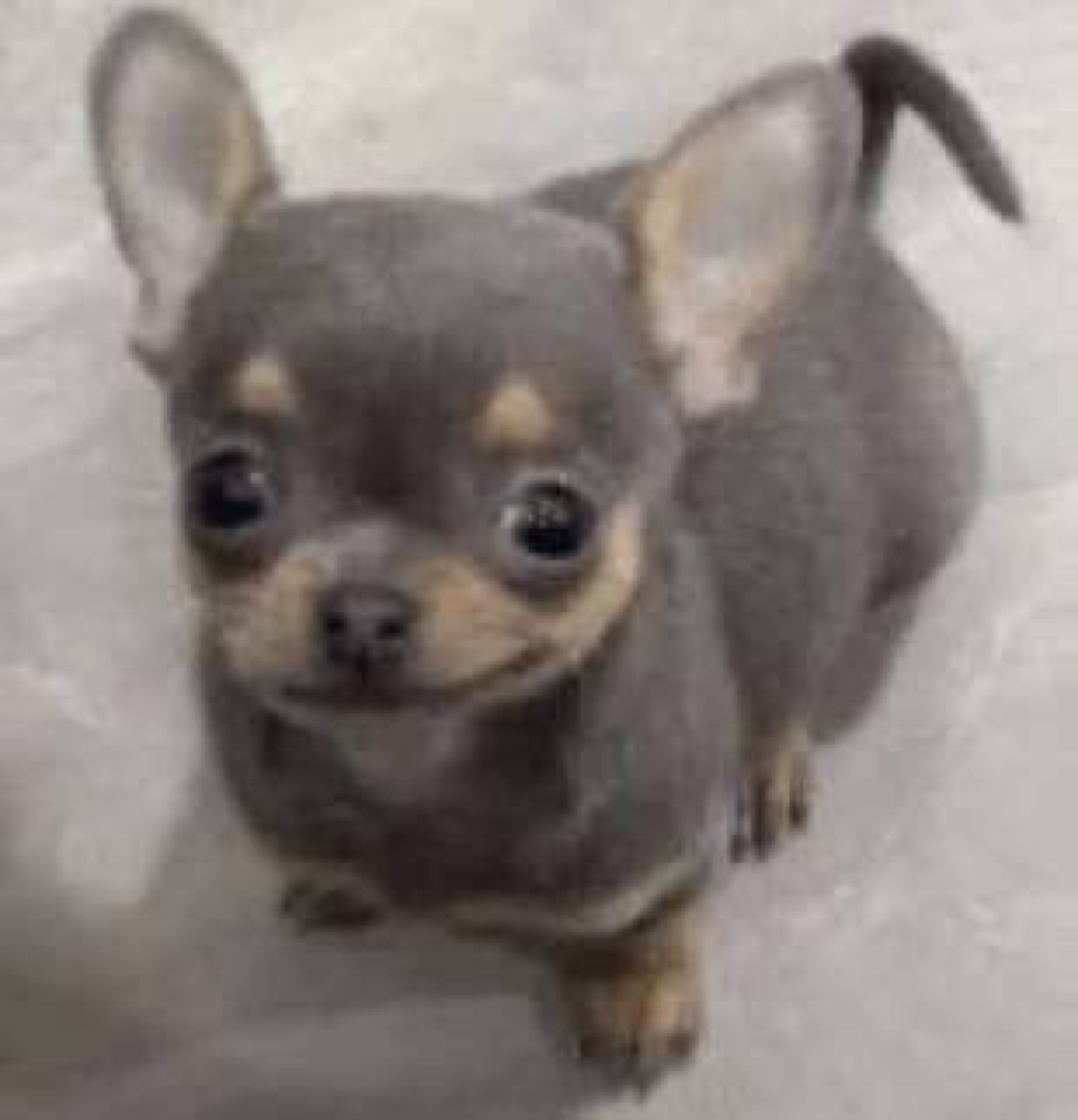 Tiny grey chihuahua puppy looking up at the camera with big hopeful eyes