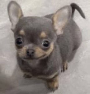 Tiny grey chihuahua puppy looking up at the camera with big hopeful eyes