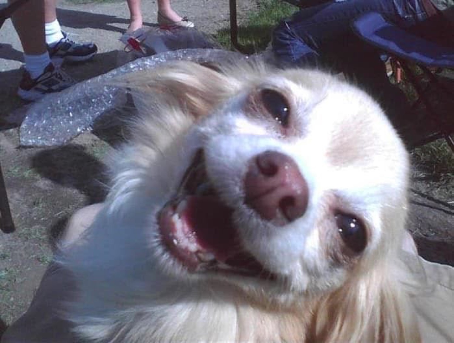 Cream-colored fluffy dog leaning into the camera with a big open-mouthed grin