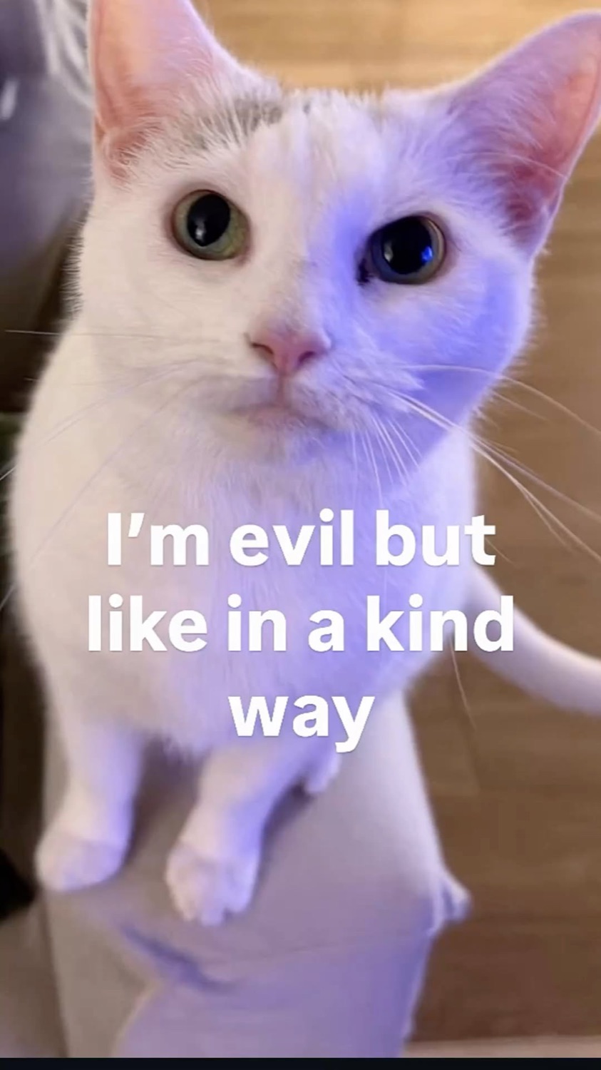 White cat looking up sweetly: 'I'm evil but like in a kind way'