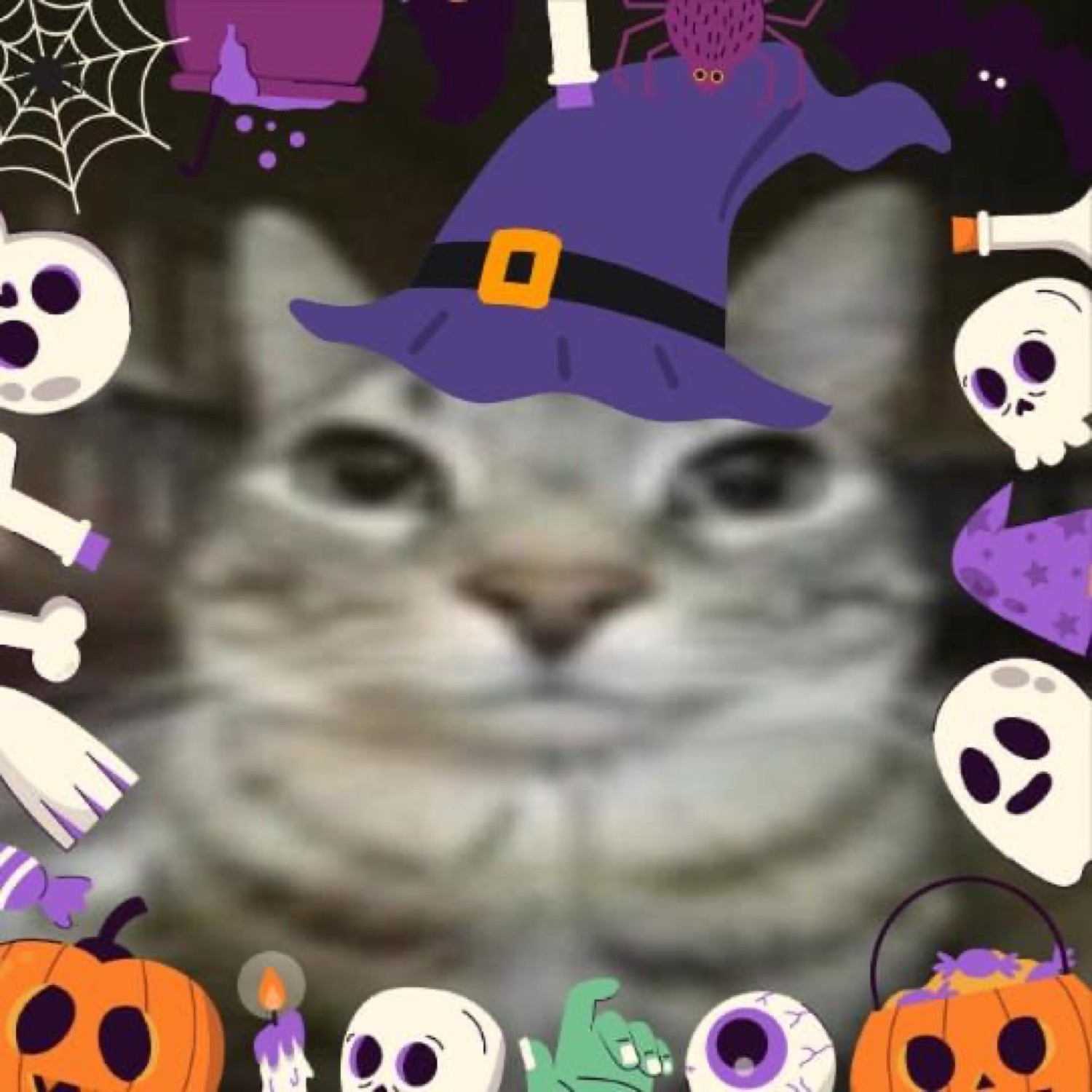 Blurry tabby cat in a witch hat surrounded by skulls, ghosts and pumpkins