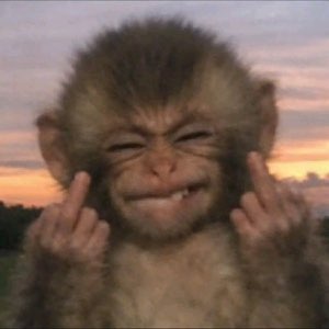 Baby monkey grinning while flipping off the camera with both hands