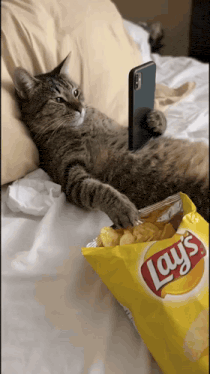 Cat lying on a bed with a bag of chips and a phone