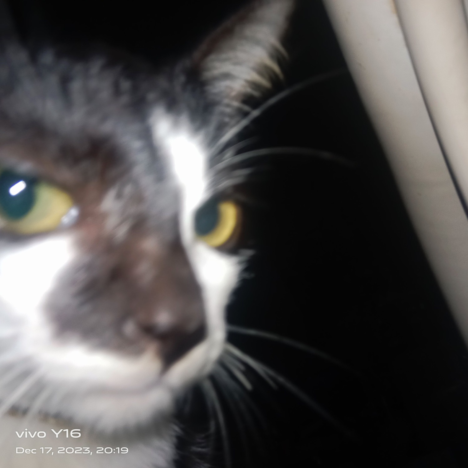 Extreme close-up of a black-and-white cat's face with yellow eyes staring intensely