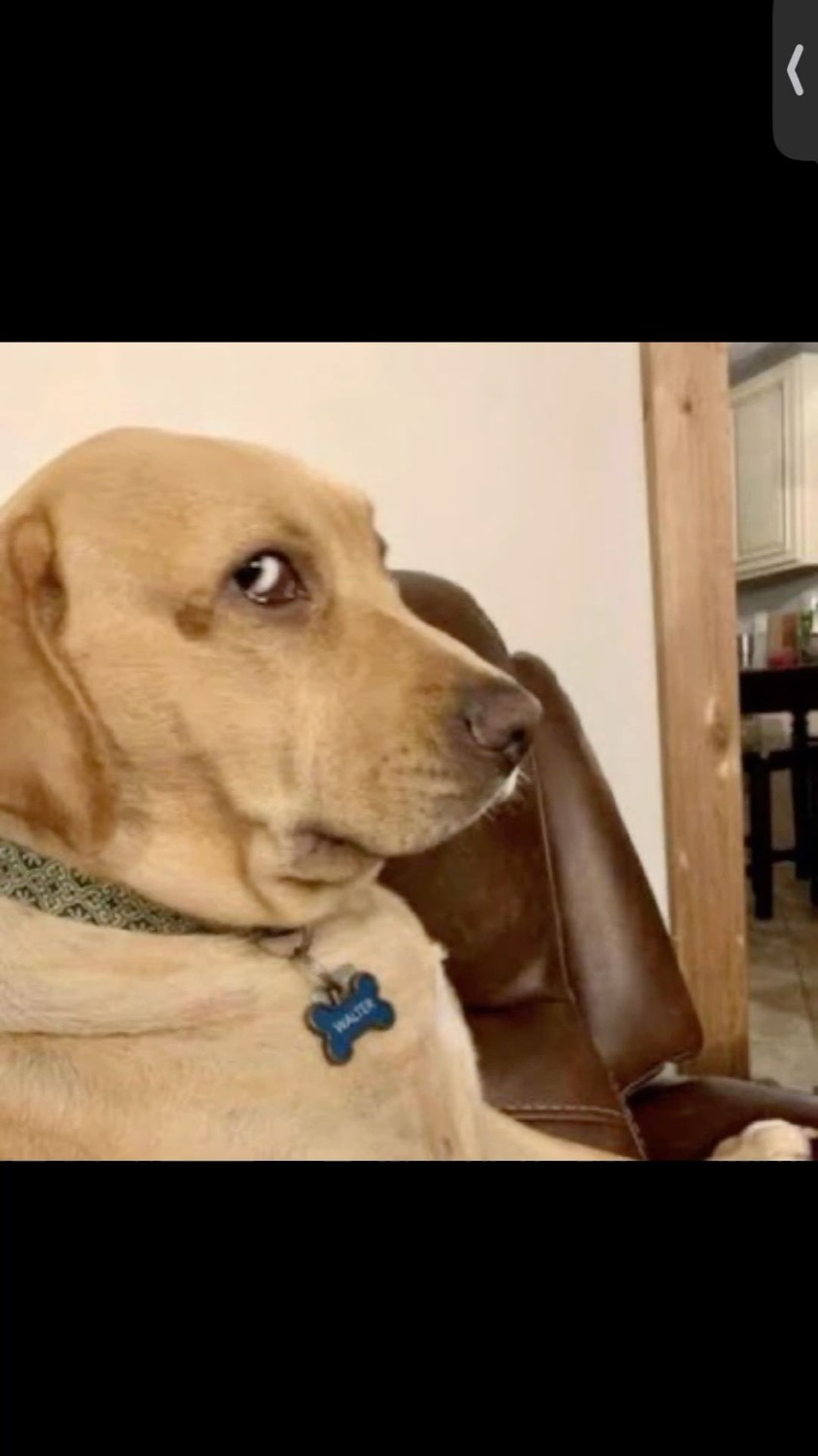 Yellow lab named Walter throwing a suspicious side-eye from the armchair