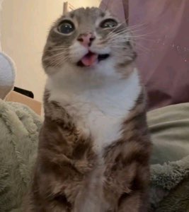 Wide-eyed tabby cat sitting up with its tongue out looking goofily surprised