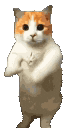 Orange and white cat standing on its hind legs dancing