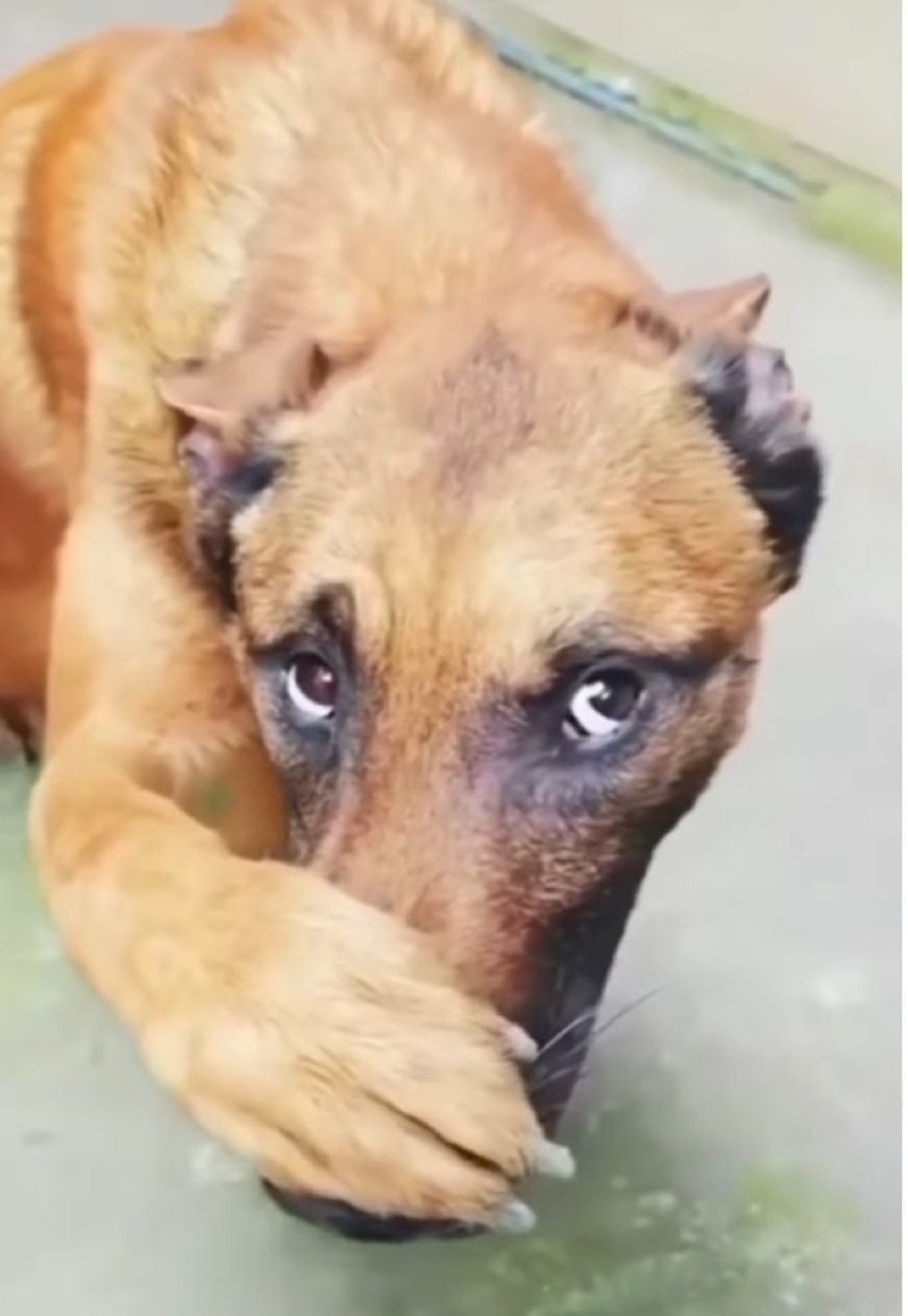 Brown dog covering its head with a paw, peeking up with big nervous guilty eyes