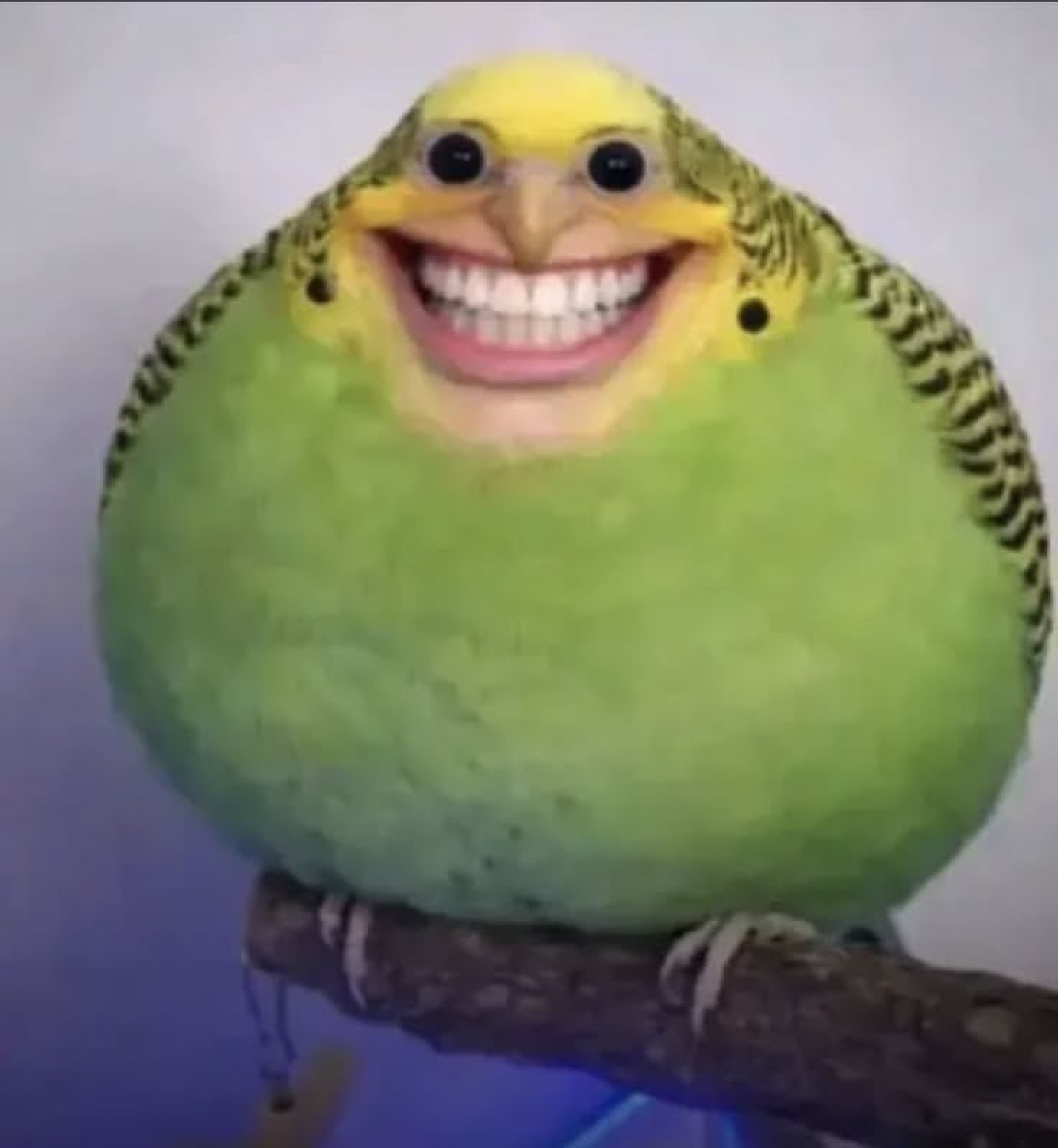 A cursed parakeet edited with a wide human grin perched on a branch