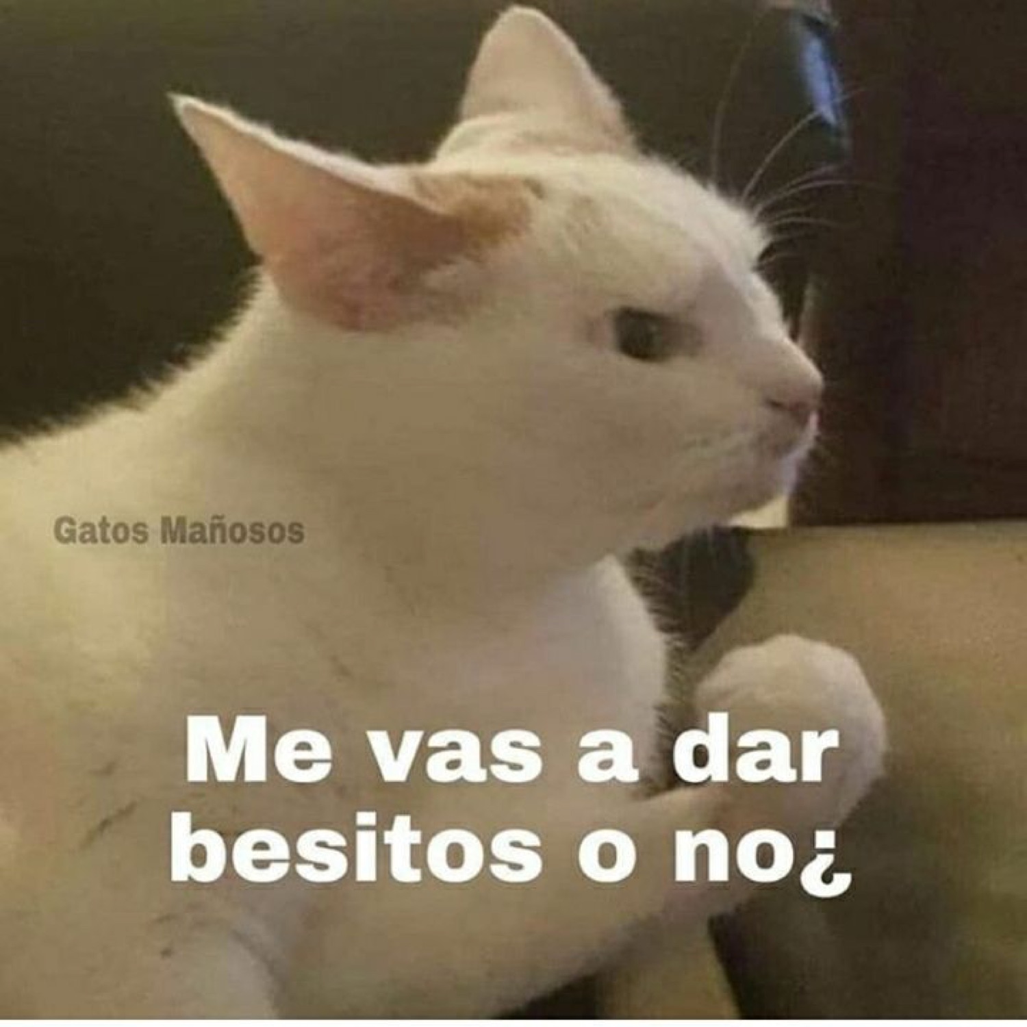 White cat staring off to the side while text asks 'are you going to give me kisses or not'