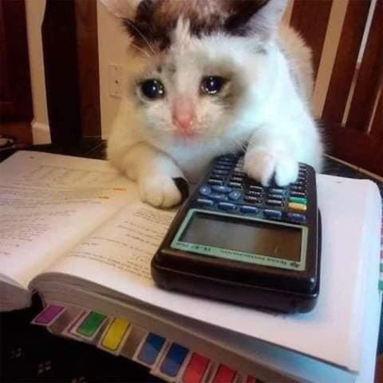 Teary white cat with its paw on a calculator over a textbook