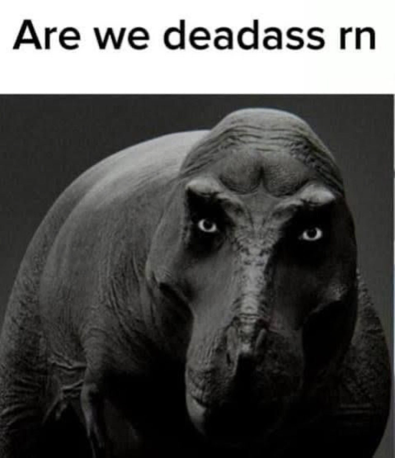 Ominous hippo staring dead-on captioned 'Are we deadass rn'
