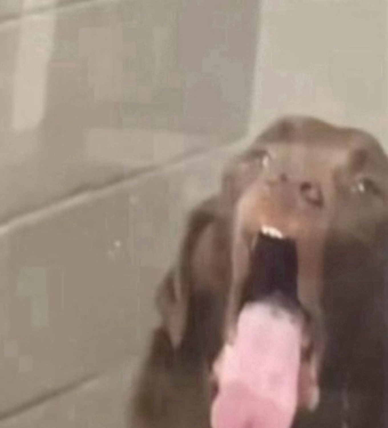 Dark-furred animal with its mouth wide open and tongue out in an unhinged screaming pose