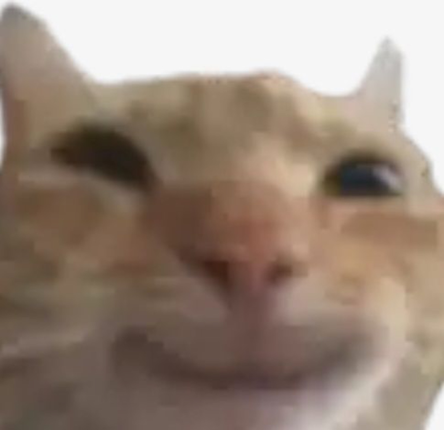 Blurry close-up of a cream cat wearing a sly, smug little grin