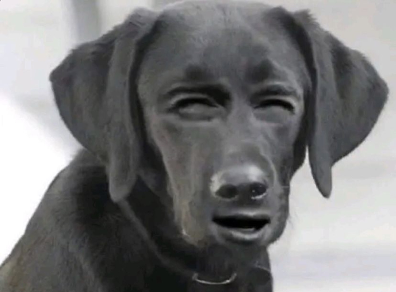 Black lab with a deeply sad, furrowed face that looks almost human in its misery