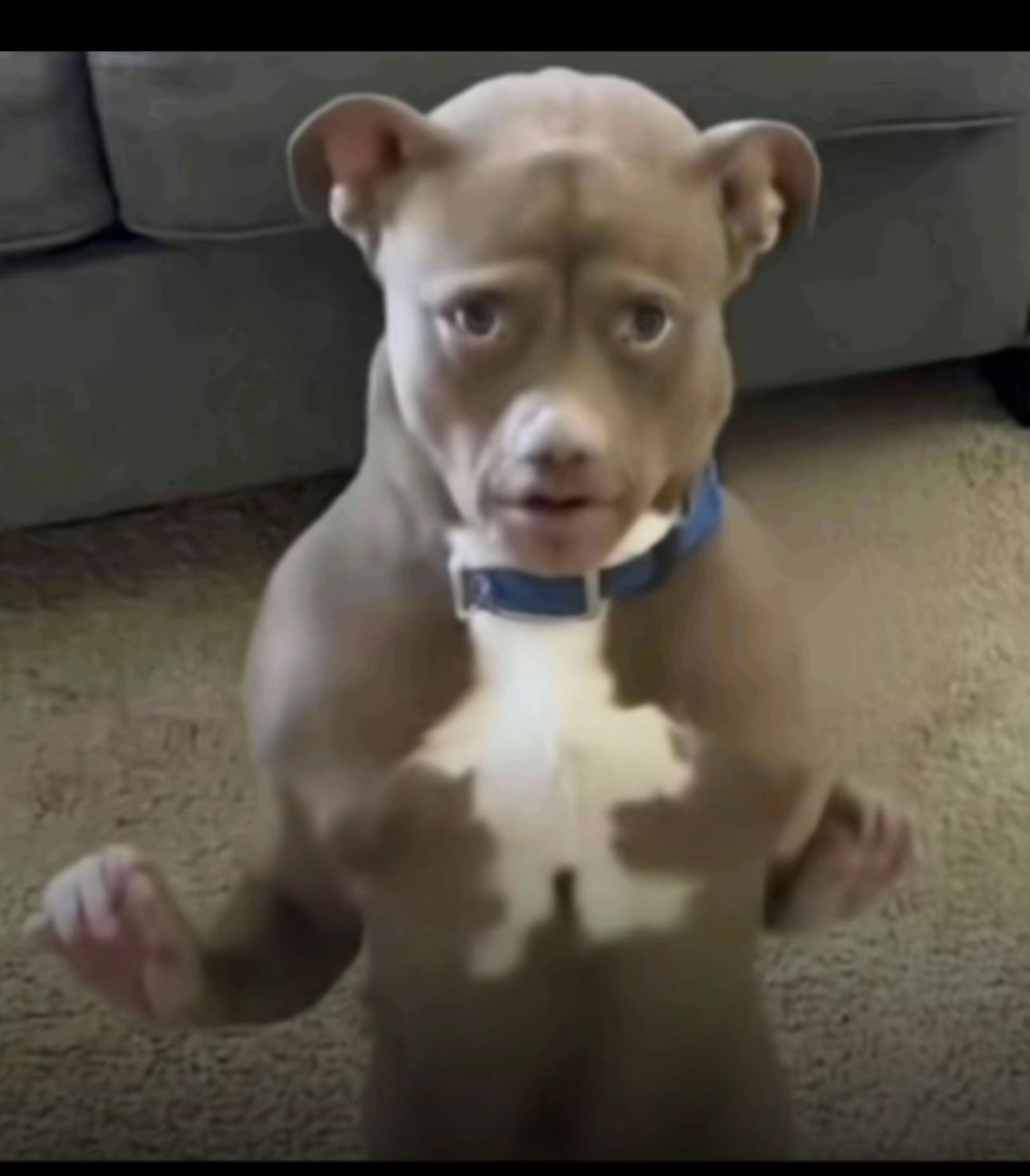 Pit bull puppy sitting up on its hind legs with a deeply concerned expression