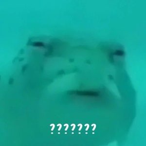 Blurry pufferfish staring dead at the camera captioned with a row of question marks