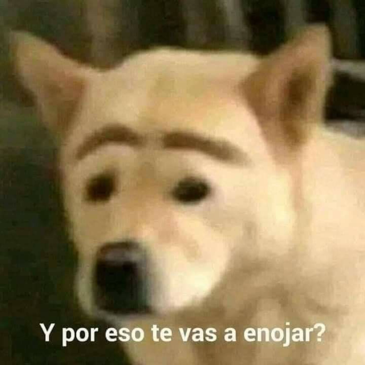 Dog with photoshopped human eyebrows giving a totally unbothered smirk, captioned 'Y por eso te vas a enojar?'