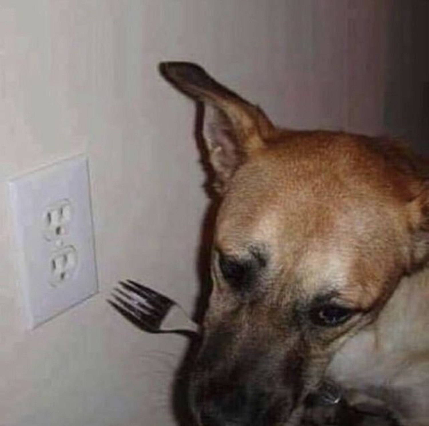 Dog hanging its head next to a fork jammed into a wall outlet, looking guilty