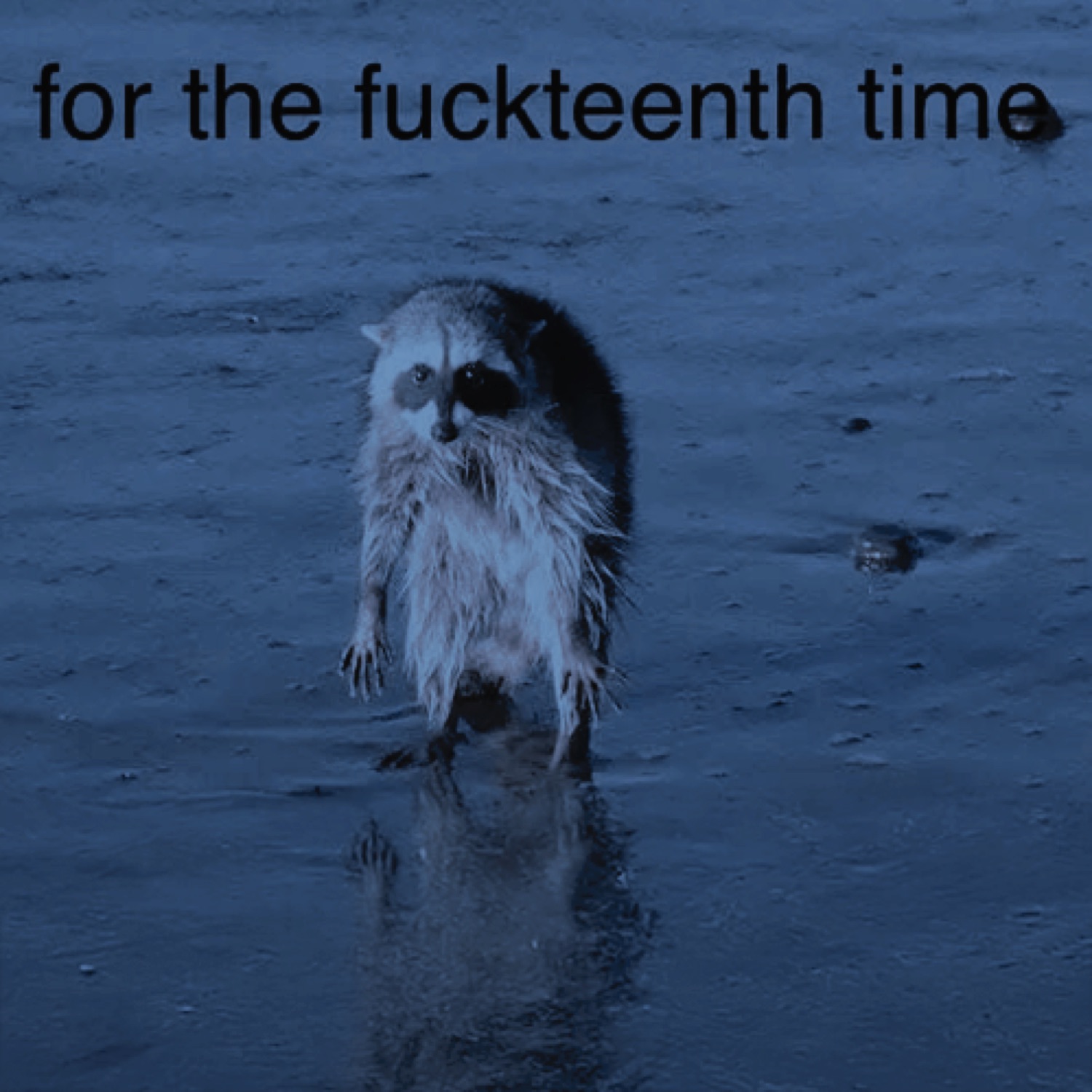 Soaked, miserable little animal trudging through water, captioned 'for the fuckteenth time'