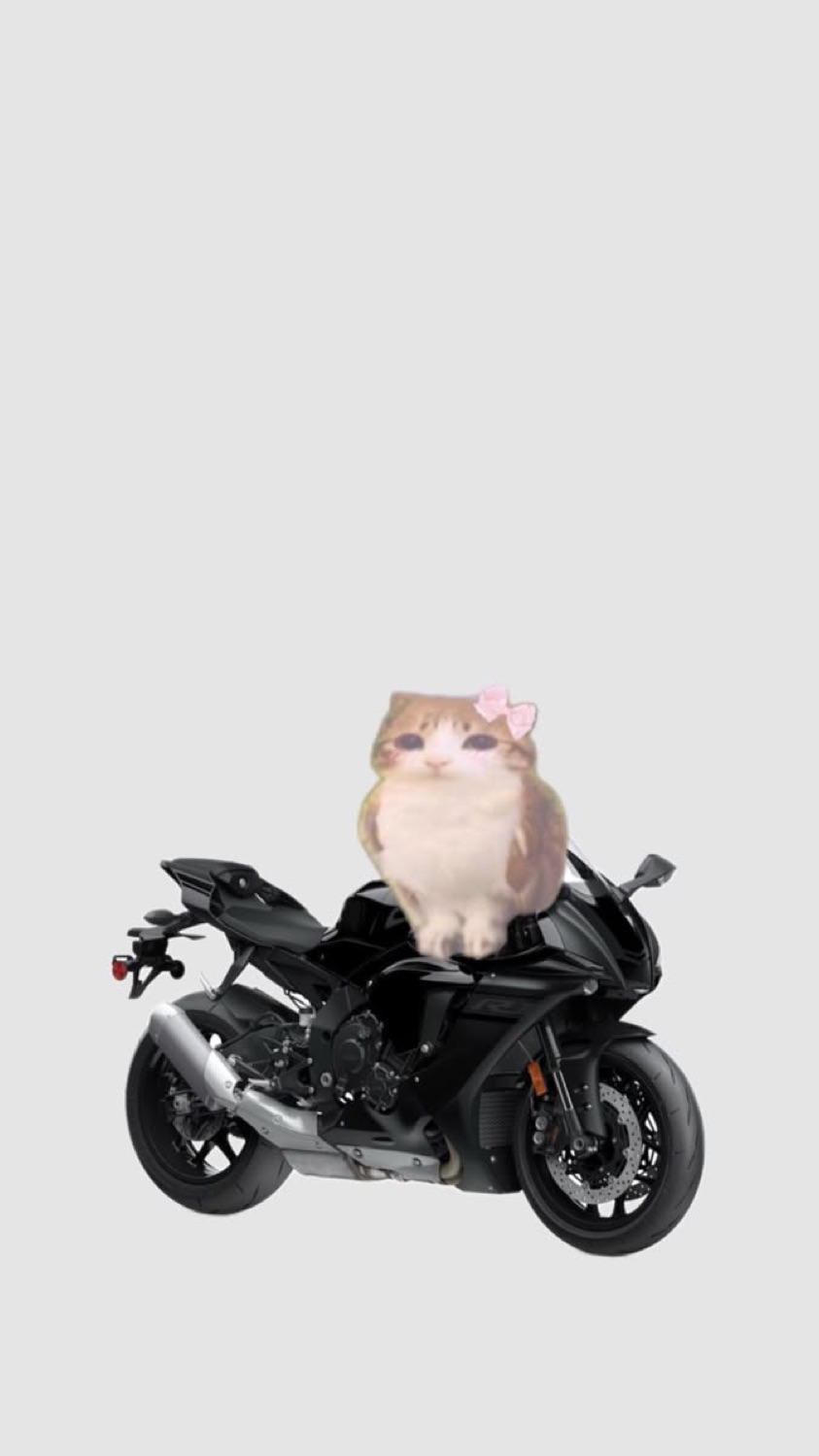 Small cat sitting on a black sport motorcycle