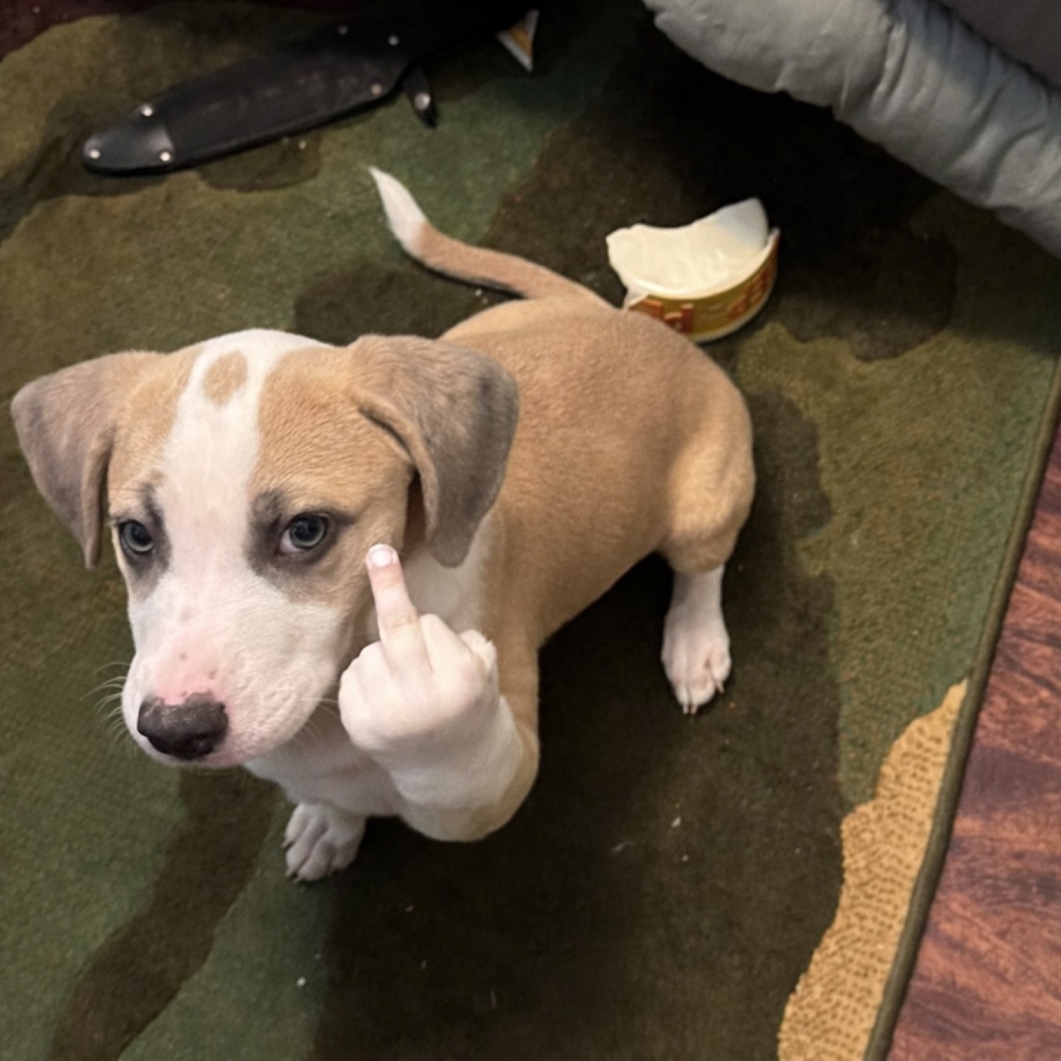Puppy sitting on a rug appearing to raise a photoshopped middle finger at the camera