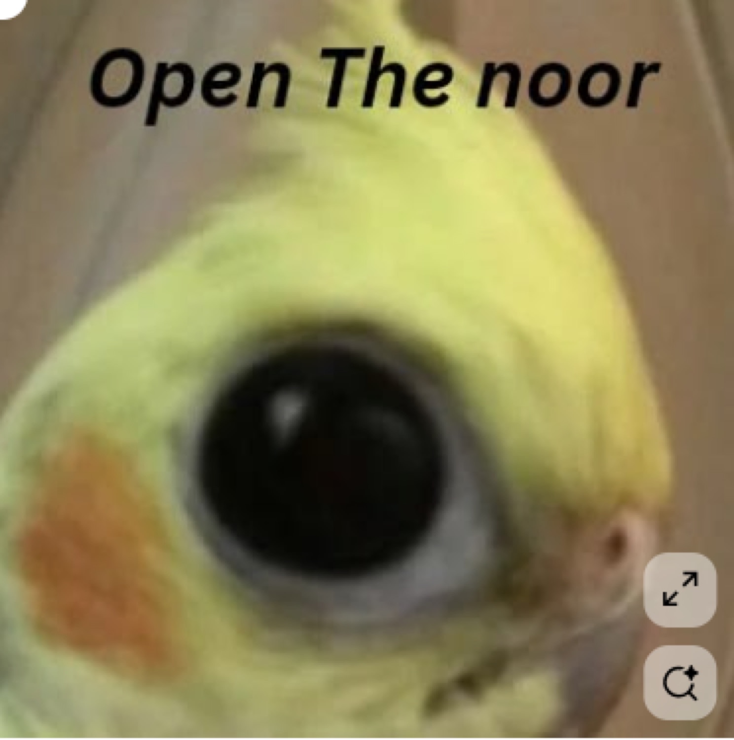 Cockatiel's giant eye pressed against the camera under 'Open The noor', the Open Na Noor meme