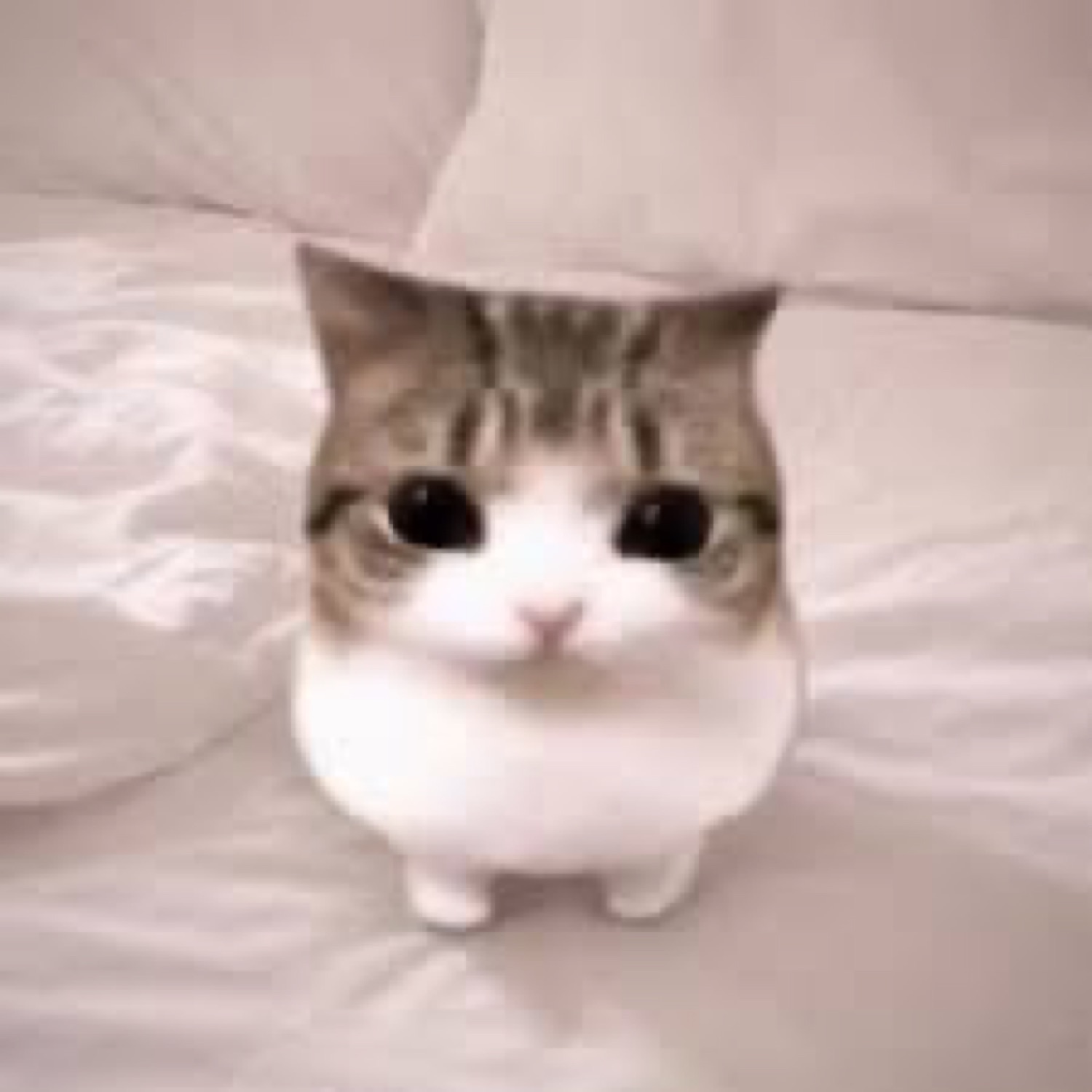 Round-faced cat sitting on a bed looking up