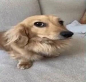 Long-haired golden dachshund on a sofa giving a very suspicious side-eye glance