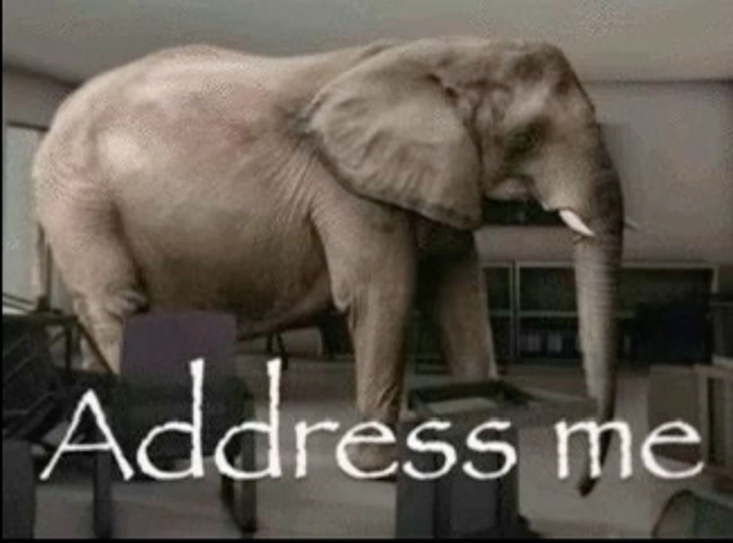 Elephant standing in a living room: 'Address me'
