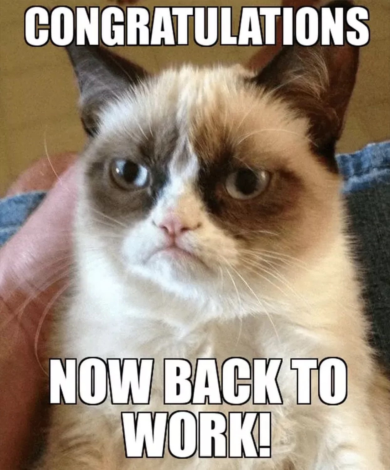 Grumpy Cat: 'CONGRATULATIONS / NOW BACK TO WORK!'