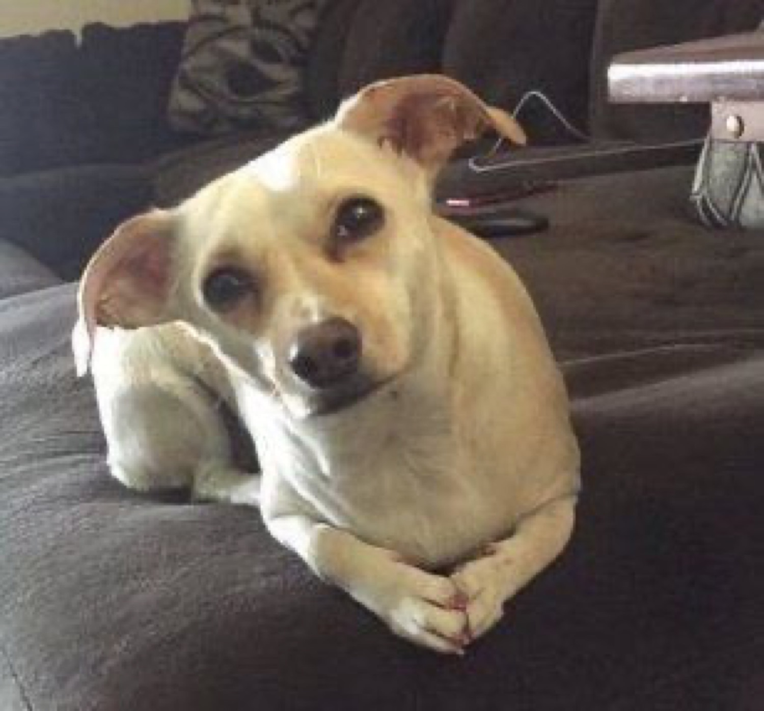 Small tan dog curled on a couch giving a sheepish sideways glance