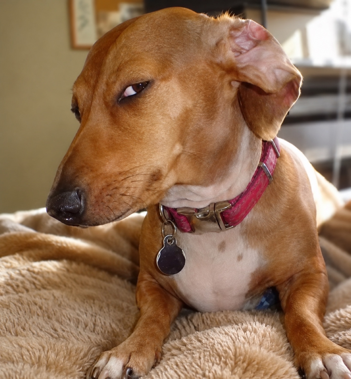 Dachshund mix giving a suspicious side-eye look while lying on a blanket
