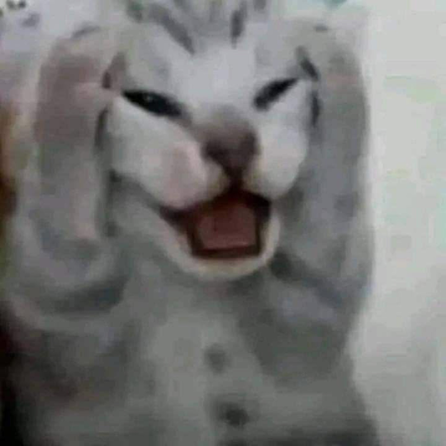 Grainy white cat with both paws up, squinting and yelling
