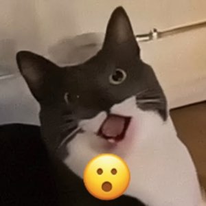 Tuxedo cat caught mid-yowl with a shocked-face emoji slapped over its chest