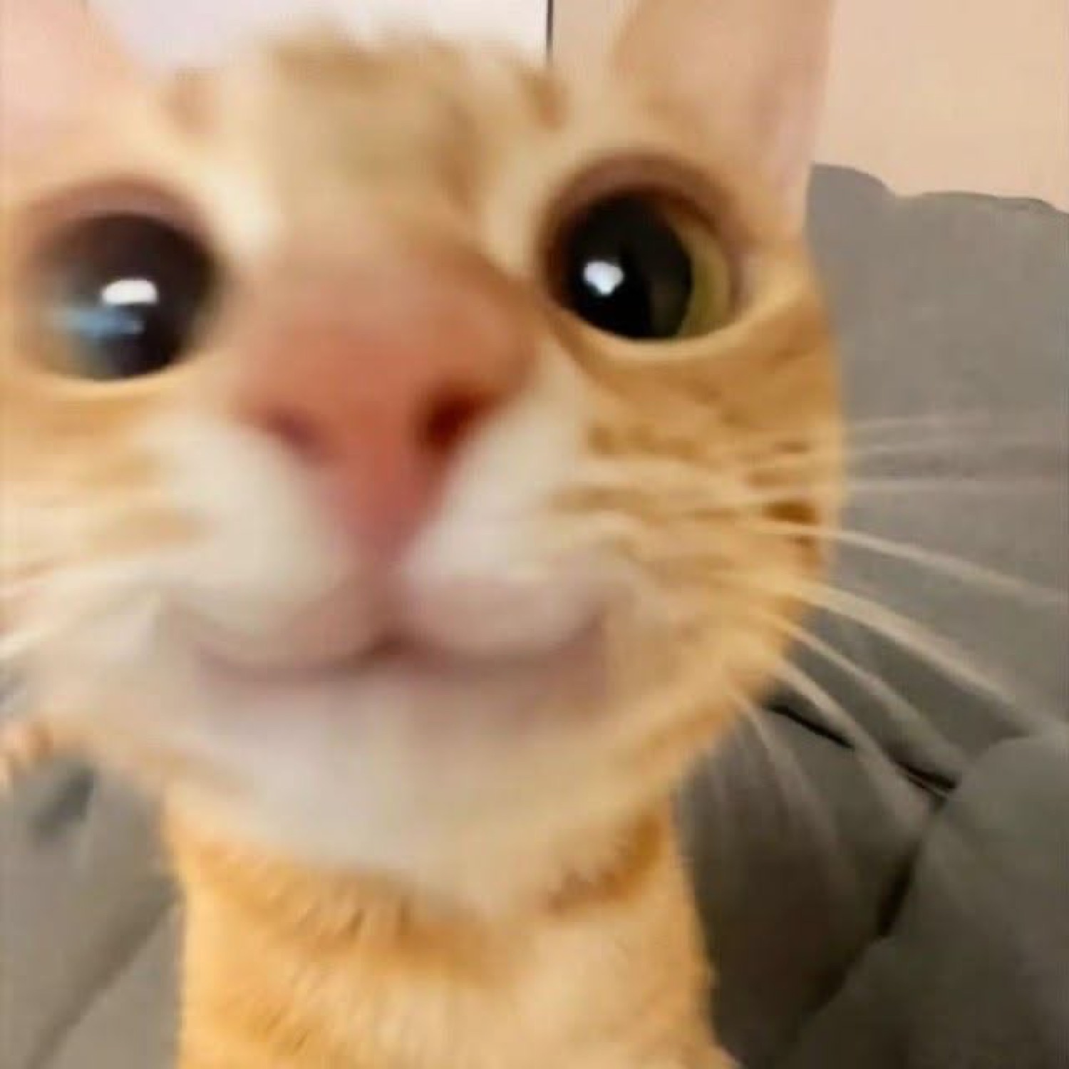 Orange tabby cat shoves its face into the camera with huge blown-out pupils