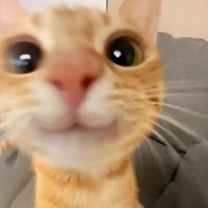 Orange tabby cat shoves its face into the camera with huge blown-out pupils