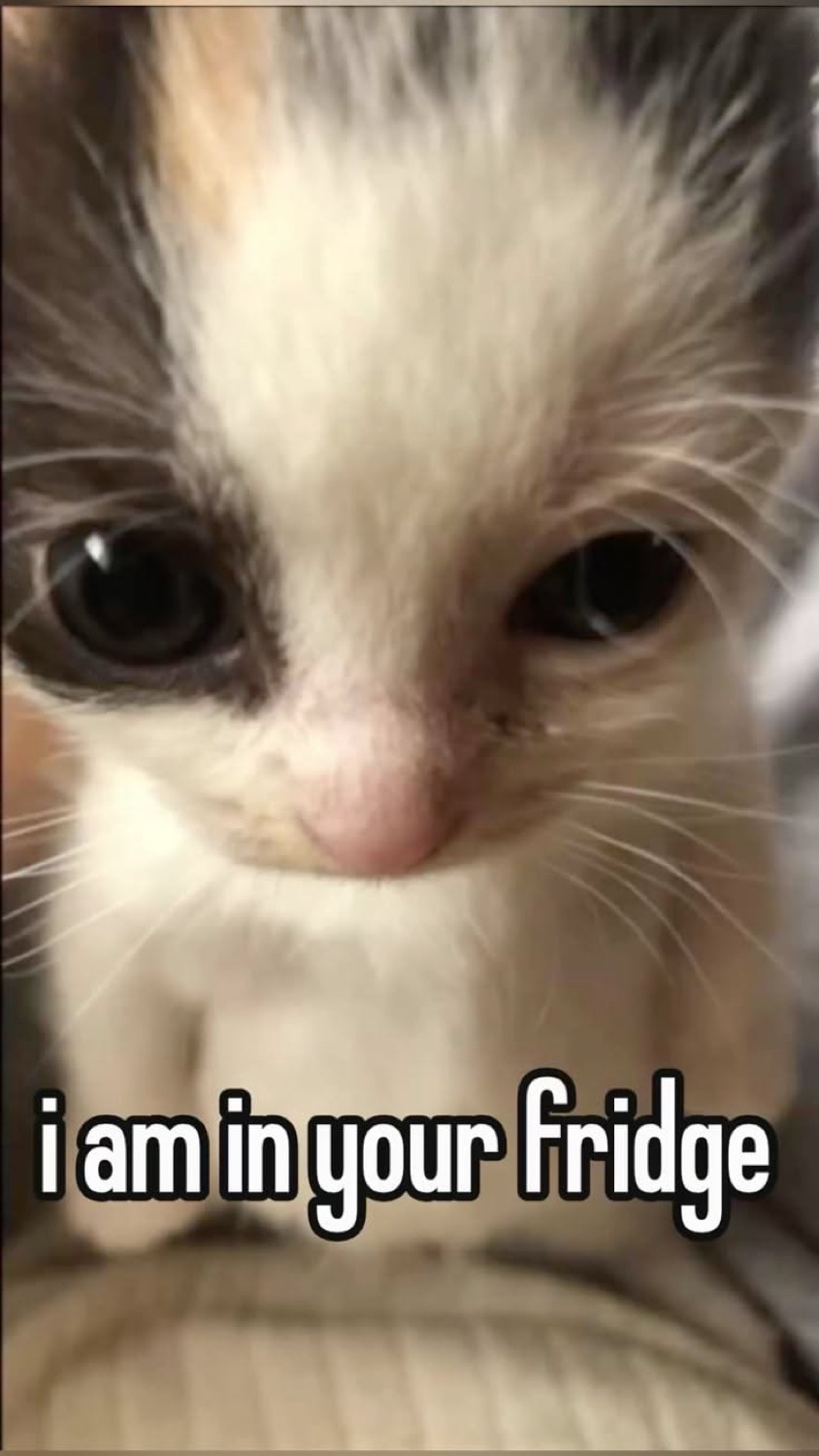 Tiny wide-eyed kitten staring directly at you, captioned 'i am in your fridge'