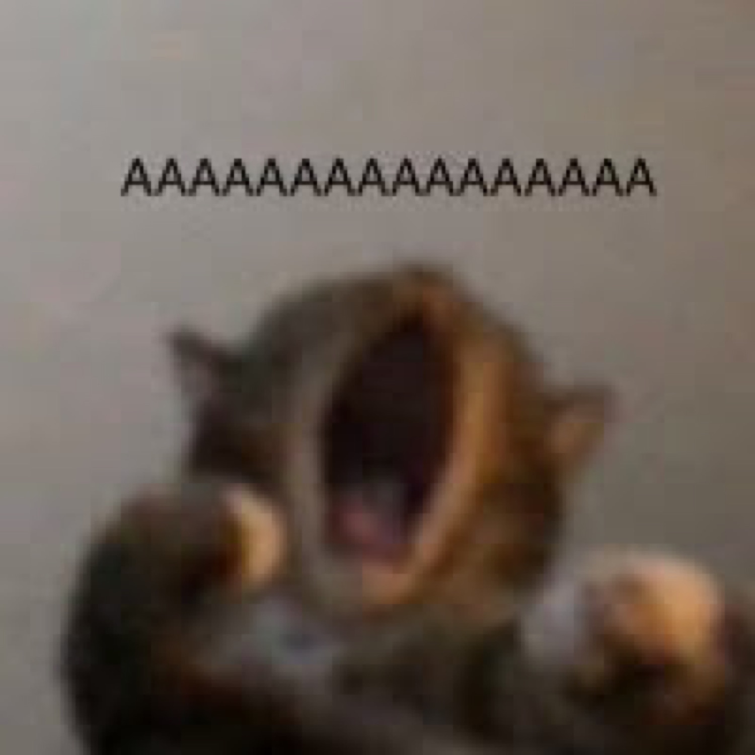 Blurry cat yawning wide with a row of 'AAAAAAAAAA' above its head