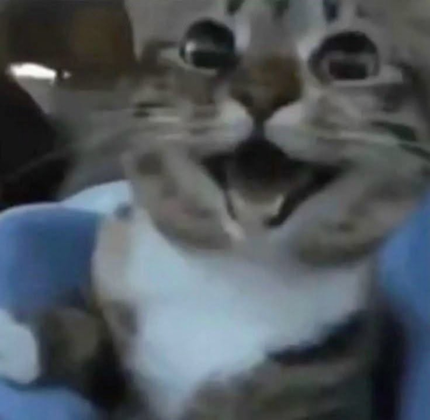Tabby cat with mouth wide open and bulging eyes in an alarming close-up