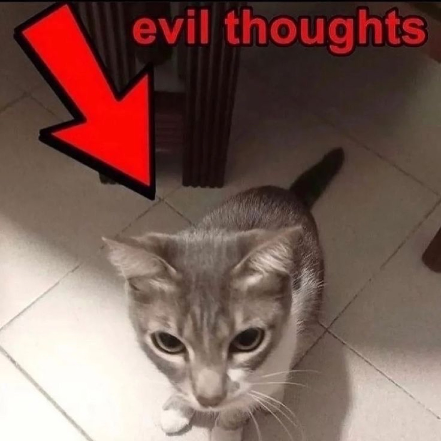 Grey cat staring up with a red arrow pointing at it: 'evil thoughts'