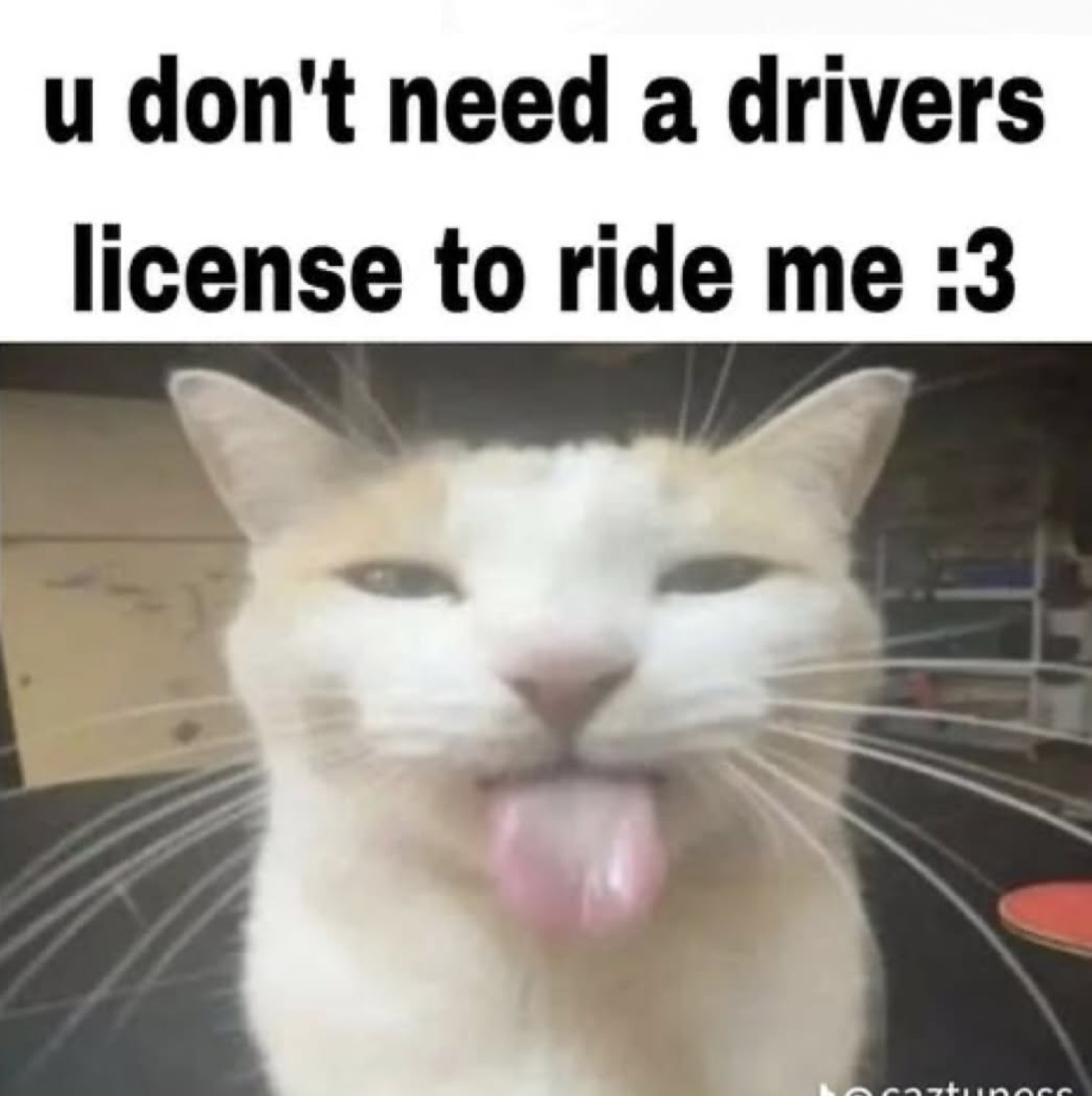 Cream cat sticking its tongue out with the caption 'u don't need a drivers license to ride me :3'
